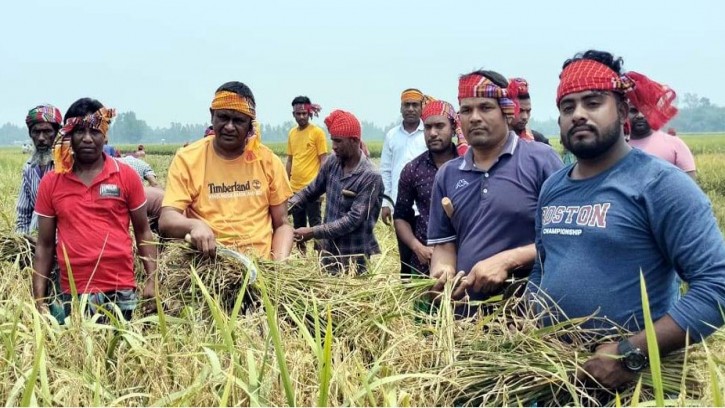 গোবিন্দগঞ্জ আওয়ামী লীগ নেতাকর্মীরা চাষীদের ধান কেটে দিচ্ছেন