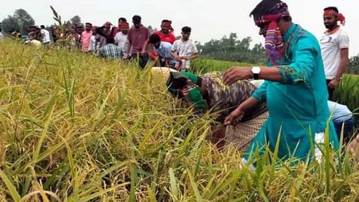 গোবিন্দগঞ্জে বিধবার ধান কাটা-মাড়াইয়ে আওয়ামী লীগ নেতাকর্মীরা