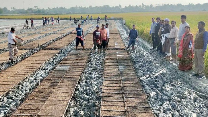 পাইকগাছায় প্রথম বারের মতো সমলয় পদ্ধতির বোরো আবাদ