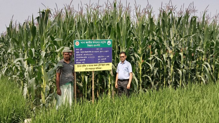 শার্শায় ভুট্রা চাষে আগ্রহ বাড়ছে কৃষকদের