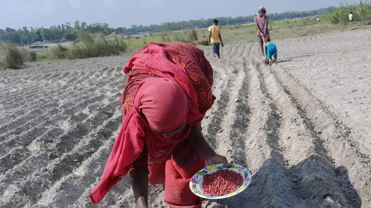  বগুড়ার চরাঞ্চলে বাদাম চাষে ধুম পড়েছে
