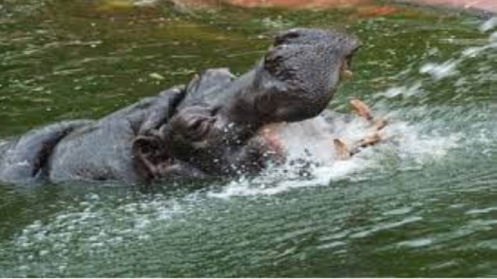 বেলজিয়ামে জলহস্তির করোনা শনাক্ত