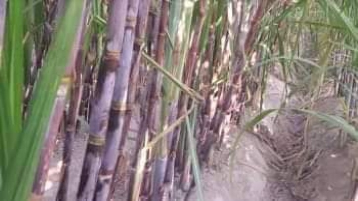  গোবিন্দগঞ্জের চুইং জাতের আখের কদর বেড়েছে, লাভবান হচ্ছেন চাষীরা