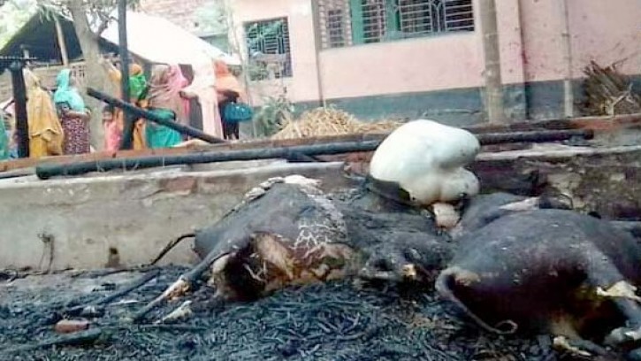 পলাশবাড়ী পৌরশহরে অগ্নিকান্ডে ৫ গরু পুড়ে ছাই