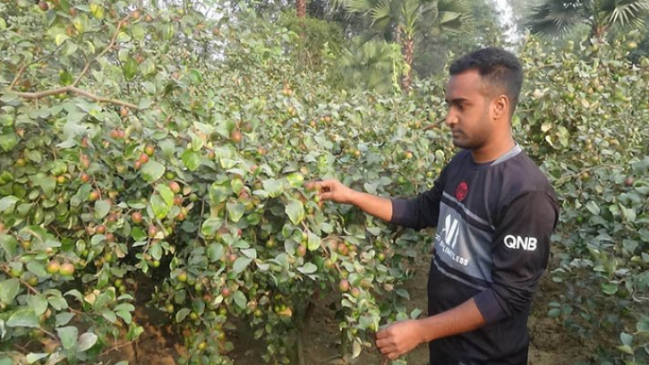 বরই বাগান করে সফল ঢাবি শিক্ষার্থী নূর ইসলাম